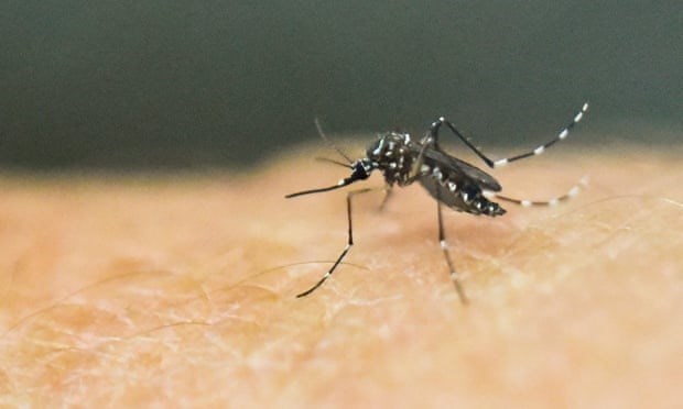 Giới khoa học cảnh báo mối đe dọa ở châu Á từ muỗi siêu kháng thuốc