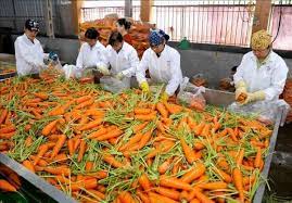 VIDEO: Thúc đẩy tiêu thụ và xuất khẩu cà rốt