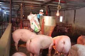 Thị trường hồi phục, giá lợn tăng đến 2.000 đồng/kg 