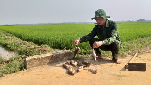 Tập trung diệt chuột bảo vệ sản xuất lúa vụ Đông Xuân