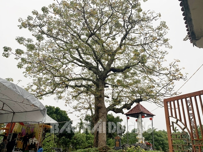Cây gạo ở Chùa Khánh Thiện được công nhận là“cây di sản” Việt Nam