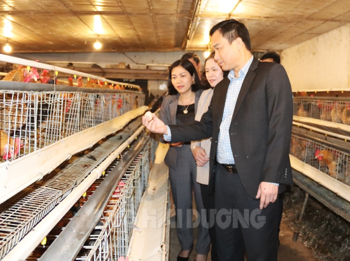 VIDEO: Chủ tịch UBND tỉnh thăm cơ sở sản xuất nông nghiệp công nghệ cao tại huyện Gia Lộc
