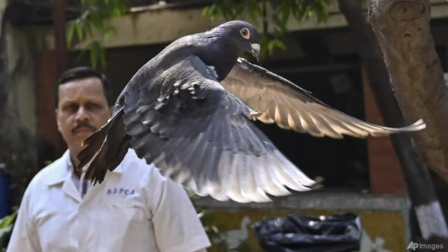 Ấn Độ thả con chim bị nghi do thám cho Trung Quốc 