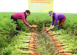 Tăng cường chỉ đạo sản xuất và tiêu thụ cà rốt vụ Đông năm 2023 - 2024
