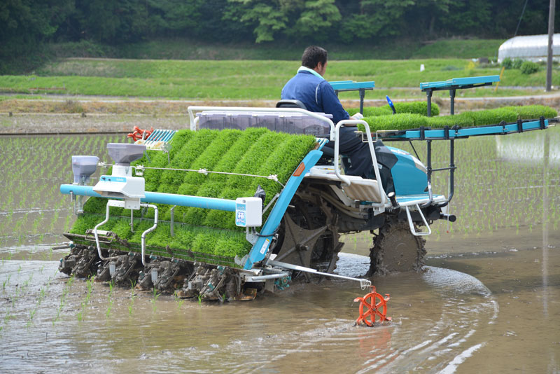VIDEO: Kim Thành xây dựng 23 mô hình cấy lúa bằng máy trong vụ Đông Xuân