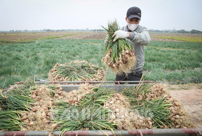 Thị xã Kinh Môn phấn đấu ngày 20/2 thu hoạch xong cây hành, tỏi, gieo cấy lúa xuân