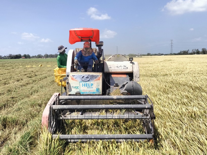 Giá lúa liên tục giảm, nông dân miền Tây 'đứng ngồi không yên' 