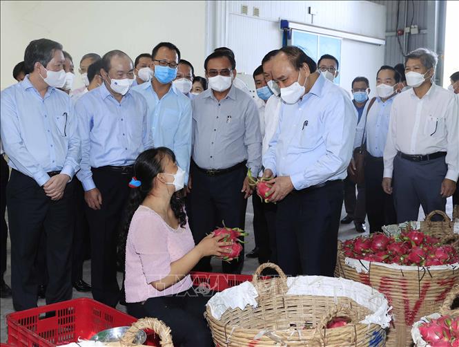Chủ tịch nước thăm mô hình hợp tác xã tiêu biểu của tỉnh Tiền Giang 