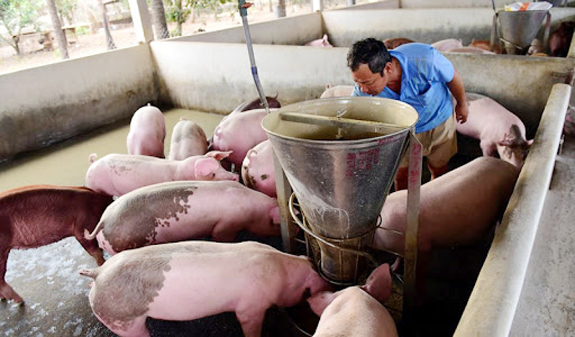 Giá lợn hơi hôm nay 6/5/2021: Cả 3 miền tiếp tục giảm 1.000 - 3.000 đồng/kg
