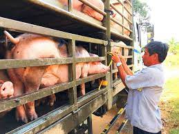 VIDEO: Giá lợn hơi giảm mạnh về mức 67.000 đồng/kg