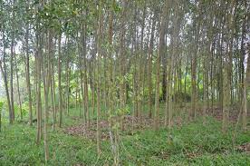 Diện tích rừng sản xuất mới trồng tăng cao