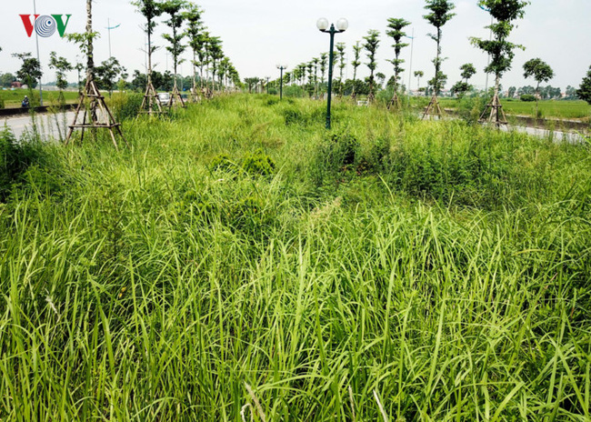 VIDEO: Cây xanh, thảm cỏ không được cắt tia gây mất mỹ quan đô thị