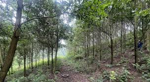 Kế hoạch thực hiện Đề án phát triển giá trị đa dụng của hệ sinh thái rừng đến năm 2030