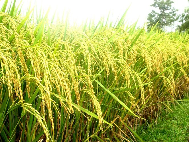 Hiệu quả mô hình sản xuất giống lúa hàng hóa theo hướng tăng trưởng xanh