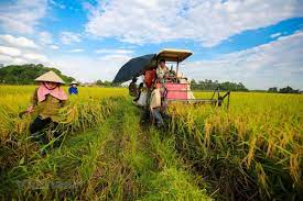 Ninh Giang thu hoạch khoảng 80% diện tích lúa đông xuân