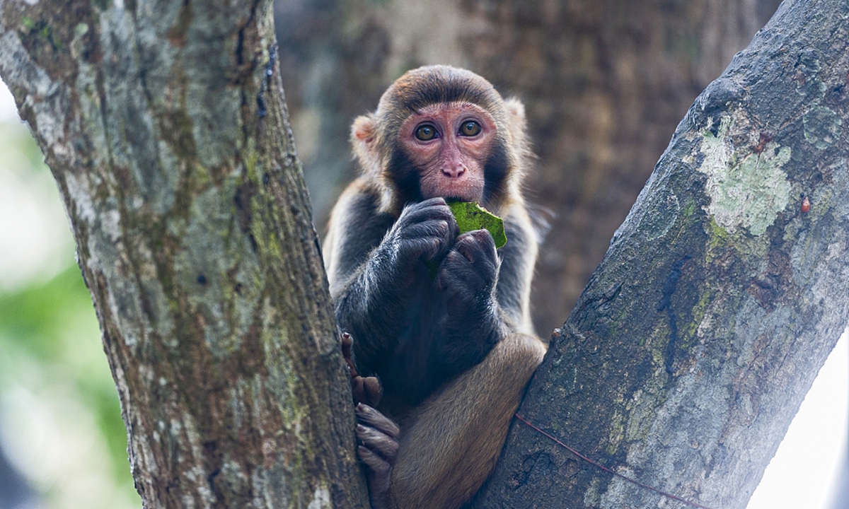 Người Trung Quốc đầu tiên nhiễm virus B từ khỉ đã tử vong 