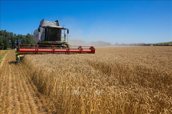 Nga và Ukraine nhận định khả năng đạt được thỏa thuận về xuất khẩu ngũ cốc 