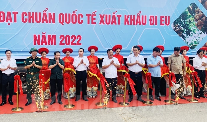 Chí Linh mở vườn thu hái nhãn xuất khẩu năm 2022