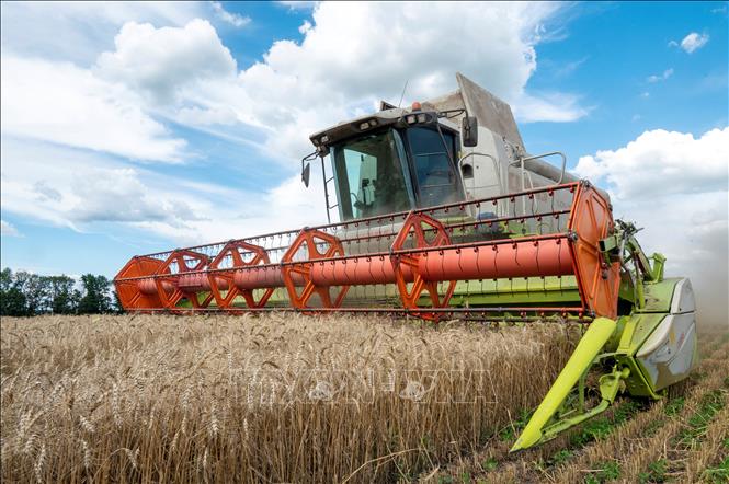 Ukraine muốn sớm xuất khẩu ngũ cốc theo thỏa thuận do LHQ bảo trợ 