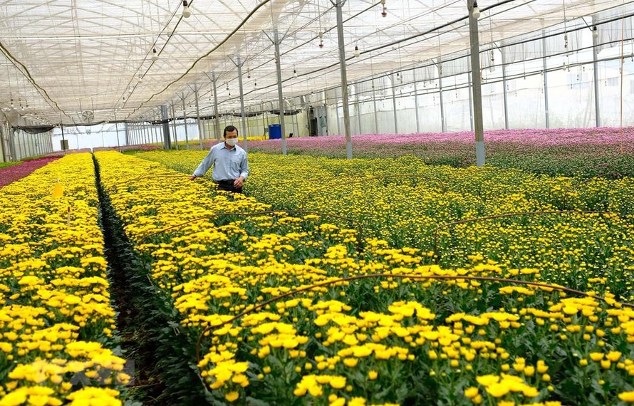 100 triệu cành hoa ở Lâm Đồng chờ giải cứu