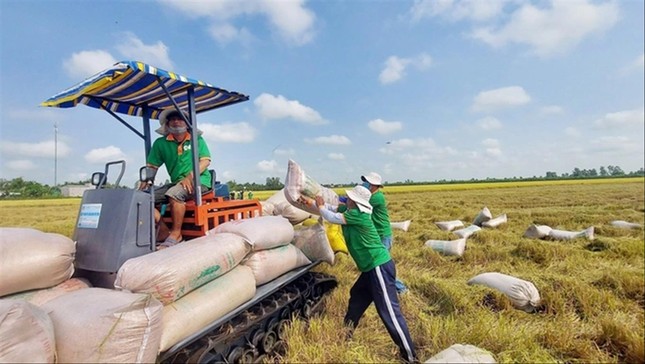 Cơ hội xuất khẩu gạo không thể bỏ lỡ