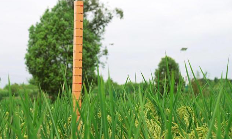 Trung Quốc thu hoạch giống lúa khổng lồ cao 2 mét 