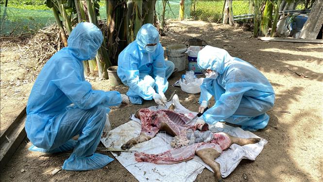 Nguyên nhân lợn tiêm vaccine dịch tả châu Phi bị chết 