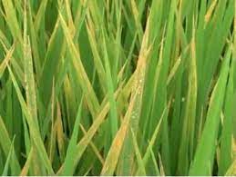 Ninh Giang phòng trừ bệnh bạc lá, đốm sọc vi khuẩn cho lúa mùa