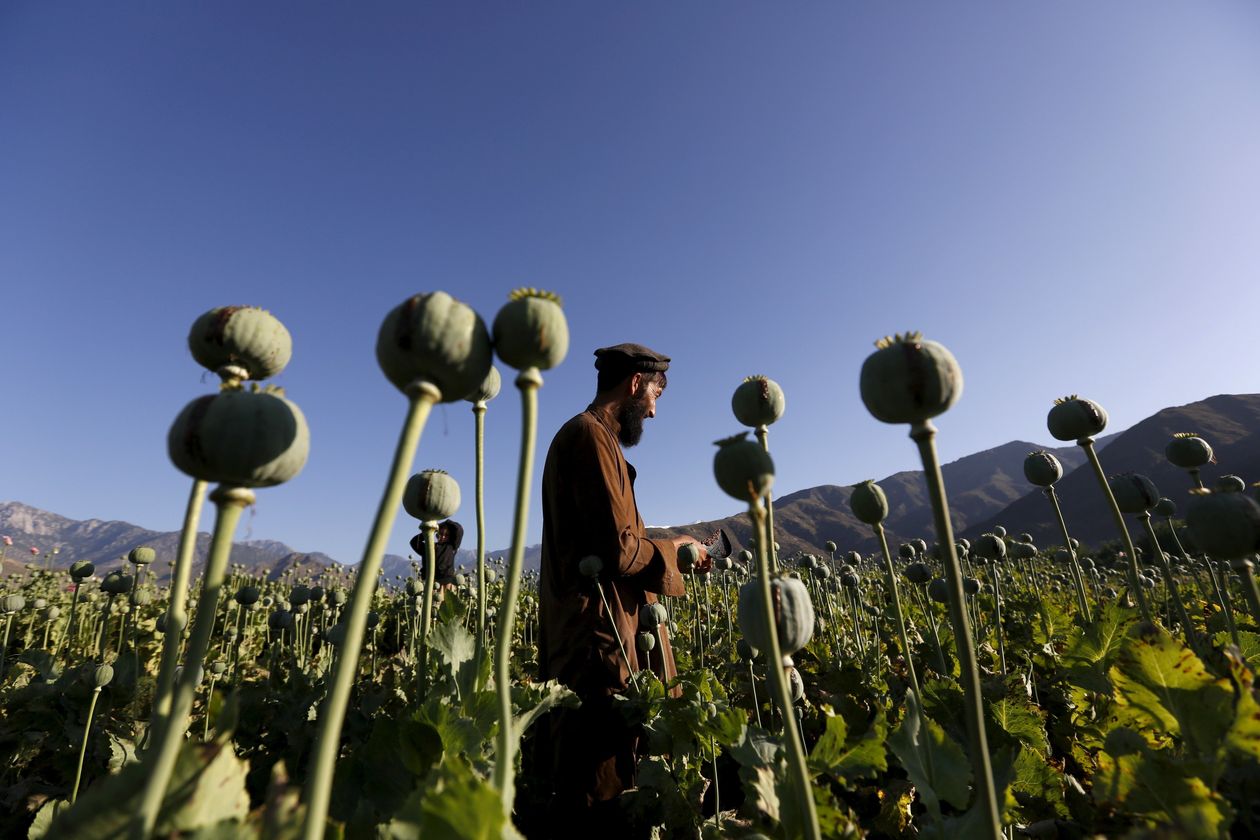 Taliban ban hành lệnh cấm sản xuất thuốc phiện tại Afghanistan 