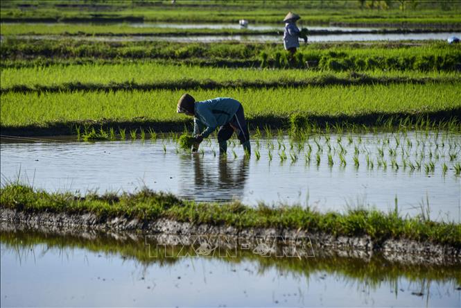 Indonesia đặt mục tiêu sản xuất 55 triệu tấn lúa vào năm 2022 