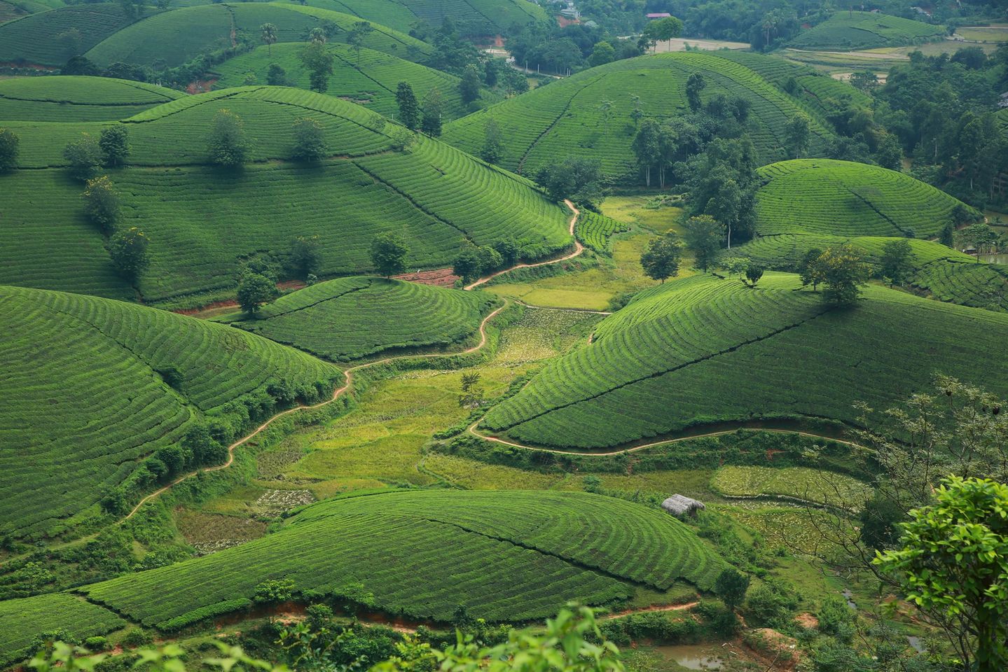 Những đồi chè xanh ngát có cảnh đẹp như phim ở khắp Việt Nam 