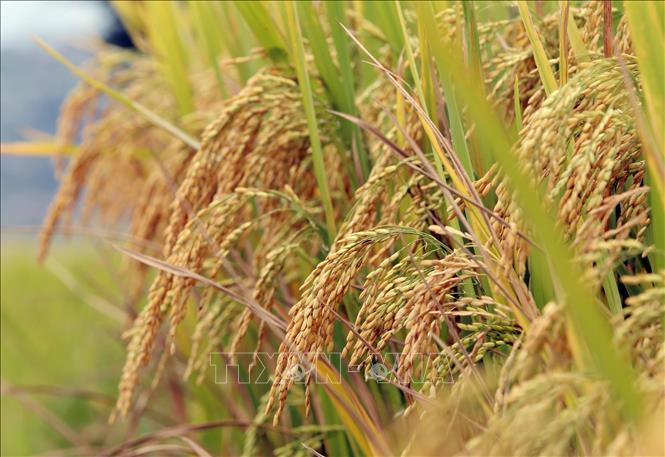 Thị trường nông sản: Lúa gạo vững giá 