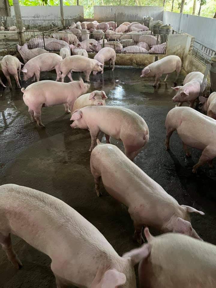 Giá lợn hơi ngày 29/10/2021: Cả 3 miền tiếp tục tăng, dự báo sẽ đạt 80.000 đồng/kg? 
