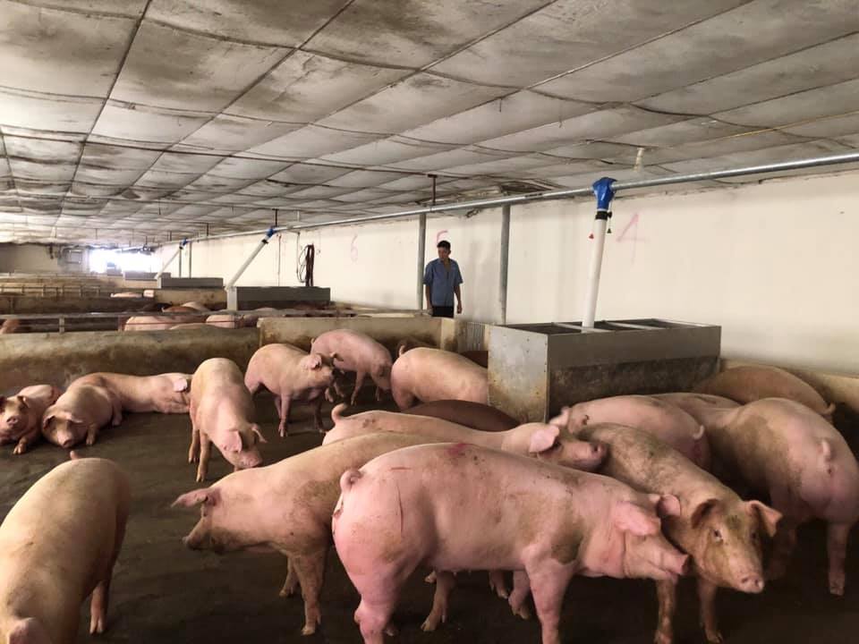 Thị trường thịt lợn: Đắt chỗ buôn, buồn chỗ bán 