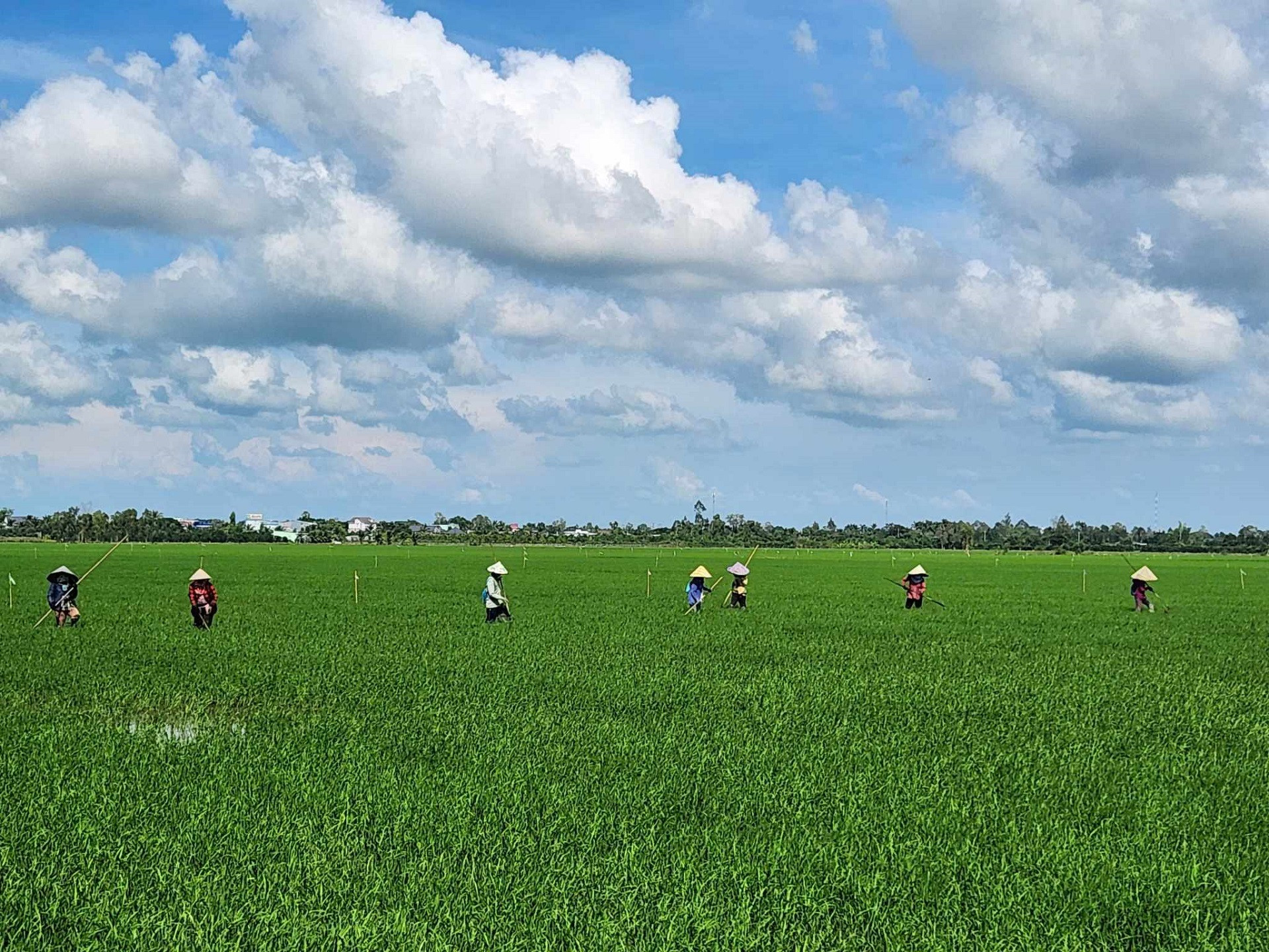 Lãnh đạo Bộ Nông nghiệp cảnh báo thị trường tín chỉ carbon đang 'rất phức tạp' 