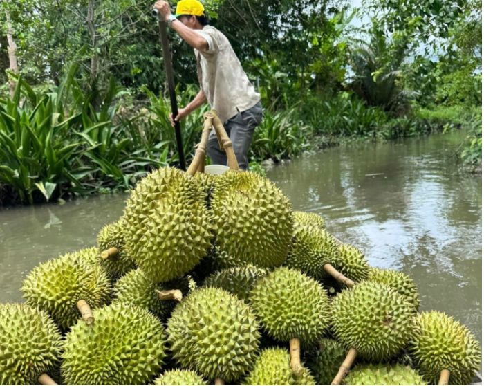 Thu 16.850 tỷ/tháng, sầu riêng vào mùa cả thế giới chỉ Việt Nam có, giá chót vót