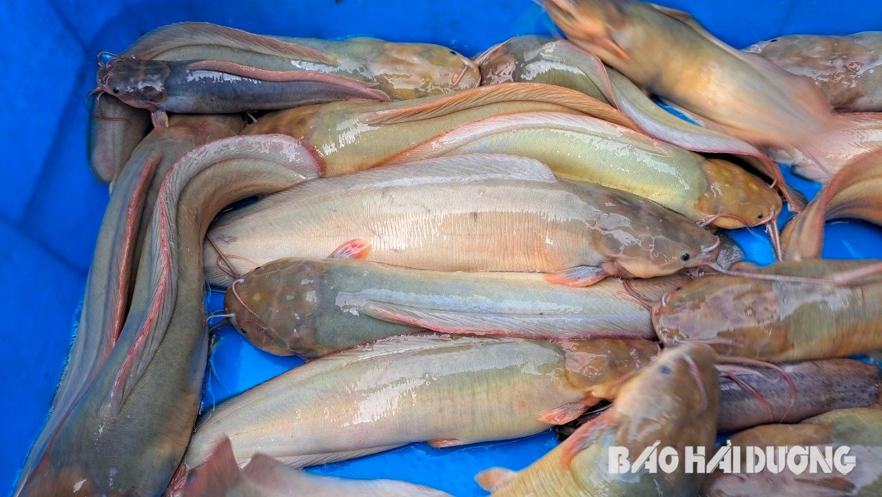 Hiệu quả mô hình nuôi thương phẩm cá trê vàng theo hướng VietGap