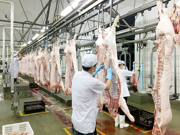 Giá lợn hơi ngày 4/12/2021: Tiếp tục tăng, đang dao động từ 46.000 - 53.000 đồng/kg 