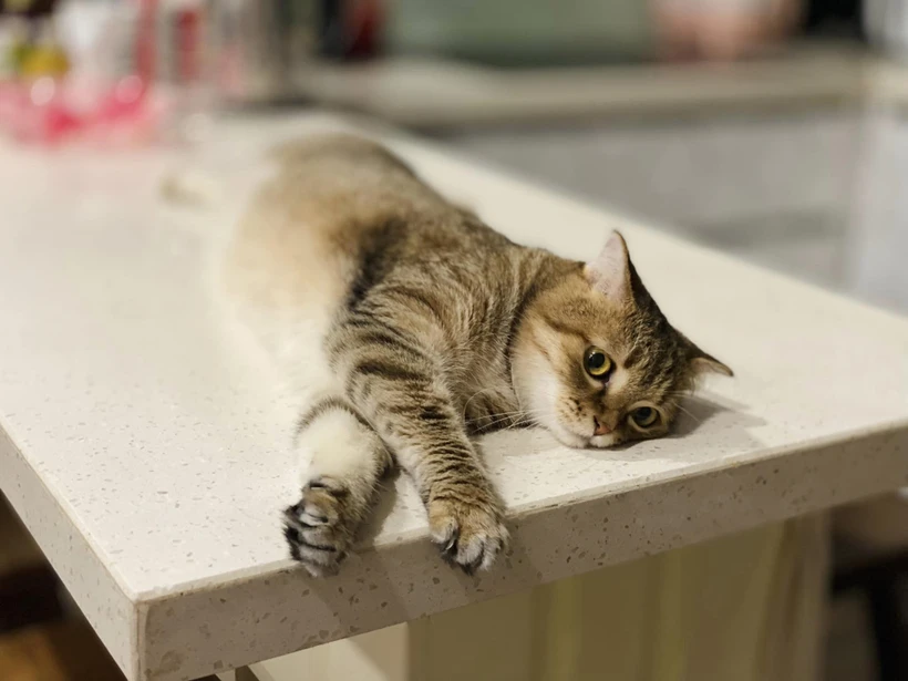 Singapore quyết định dỡ bỏ lệnh cấm nuôi mèo tồn tại suốt 34 năm