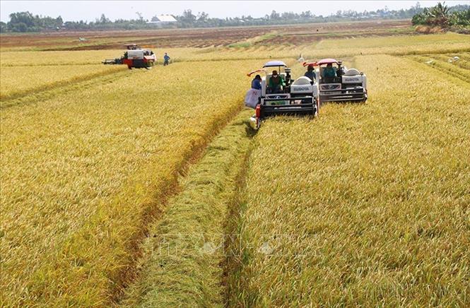 Tạo sự khác biệt cho lúa gạo Việt Nam 