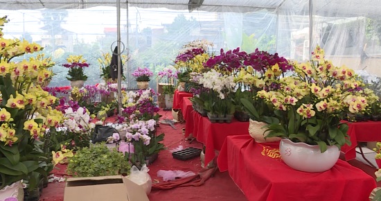 Thị trường hoa, cây cảnh phục vụ Tết bắt đầu sôi động