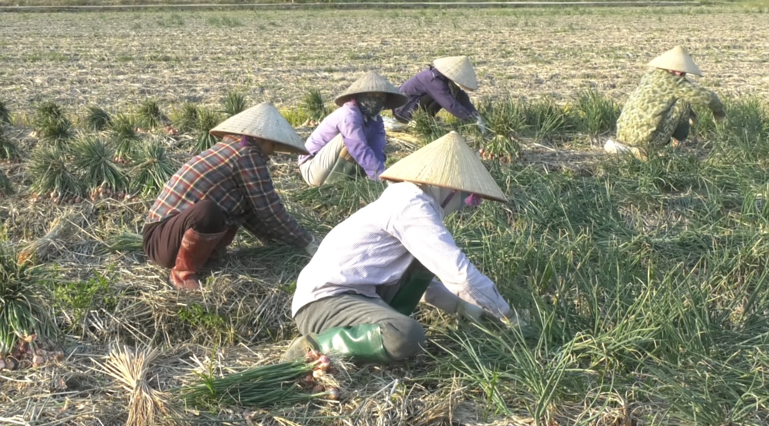 Hành, tỏi vụ Đông ở Nam Sách năng suất và giá bán đều giảm