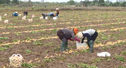 Nông dân Thanh Miện thu hoạch khoai tây