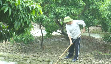 Nông dân Thanh Hà chăm sóc vải xuất khẩu