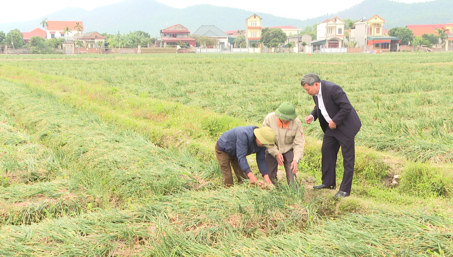 HÀNH TỎI KINH MÔN CHO GIÁ TRỊ CAO