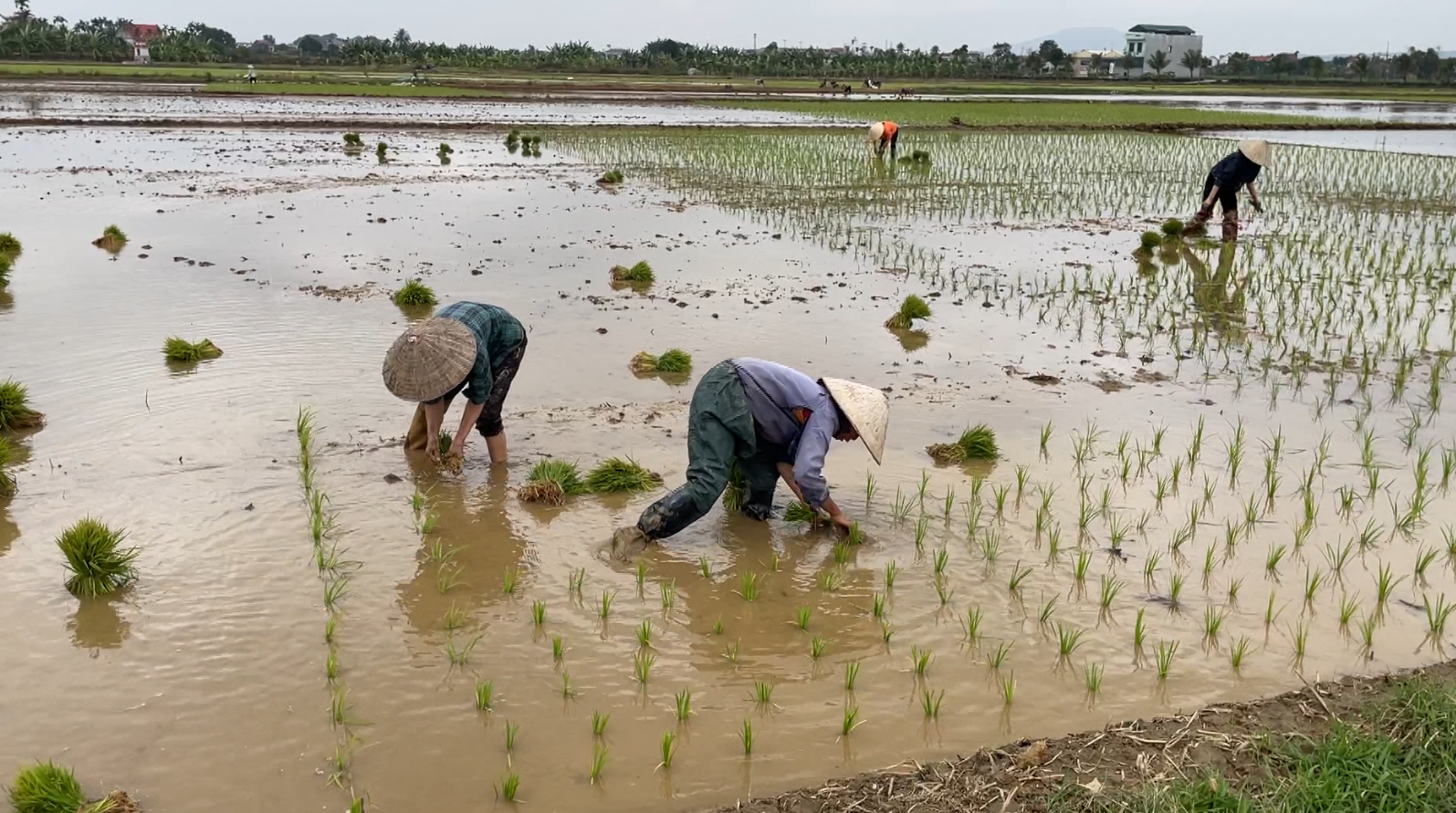 TẬP TRUNG GIEO CẤY LÚA VỤ ĐÔNG XUÂN THEO LỊCH THỜI VỤ