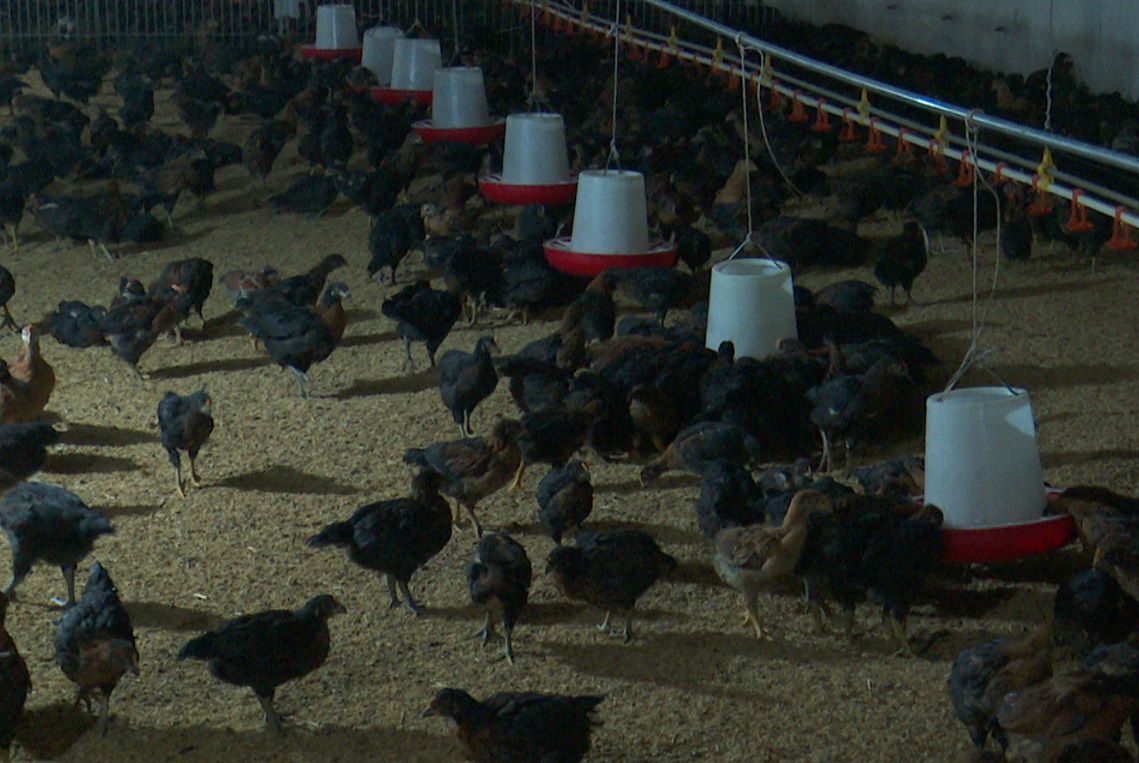 Trang trại gà đạt tiêu chuẩn Vietgap, mỗi năm thu tiền tỷ