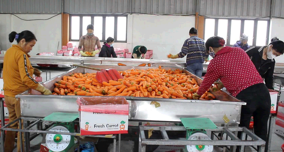 Công ty Tân Hương xuất khẩu gần 500 tấn cà rốt