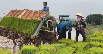 NÔNG DÂN XUỐNG ĐỒNG GIEO CẤY LÚA ĐÔNG XUÂN