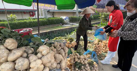 CỦ ĐẬU KIM THÀNH BÁN ĐƯỢC GIÁ DỊP TẾT